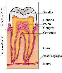 Sezione Dentale