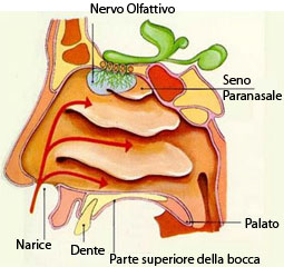 Struttura del naso