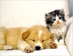 I nostri cuccioli