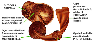 Struttura del capello