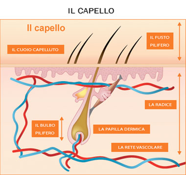 Melanociti capelli