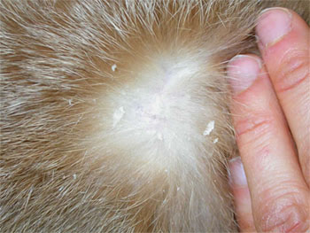 Capelli con forfora