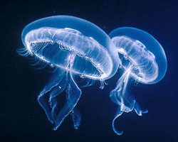 Immagini di meduse